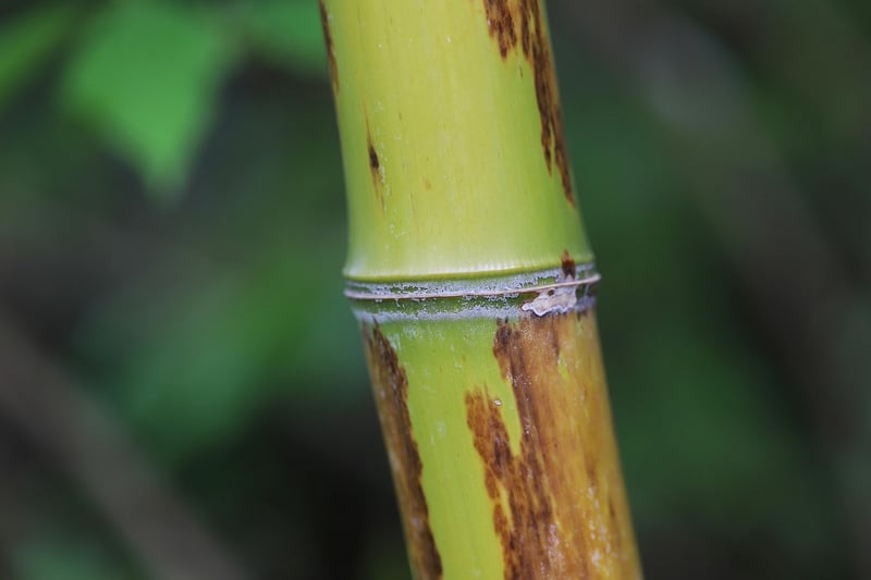 Reusable Bamboo Straw Bag